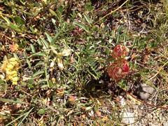 Astragalus whitneyi