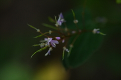 Hylodesmum nudiflorum