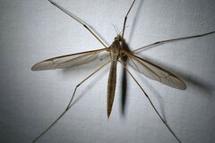 Tipula oleracea