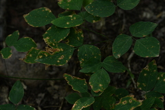 Hylodesmum nudiflorum