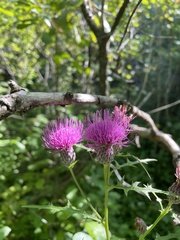 Cirsium muticum