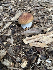 Stropharia rugosoannulata