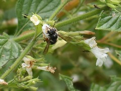 Anthidium manicatum