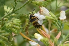 Anthidium manicatum