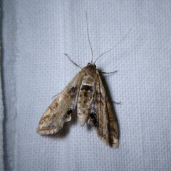 Cataclysta lemnata