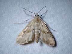 Parapoynx stratiotata