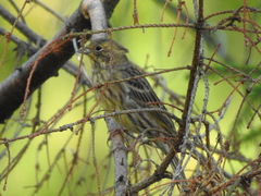Emberiza citrinella