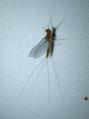 Cloeon dipterum