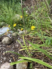 Hieracium lachenalii