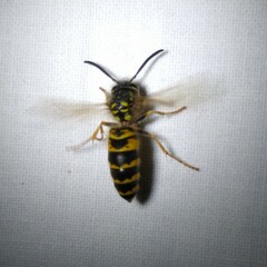 Vespula vulgaris