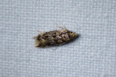 Bryotropha basaltinella