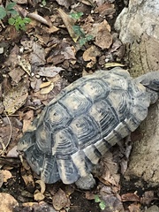Testudo marginata