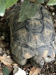 Testudo marginata
