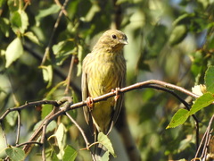 Emberiza citrinella