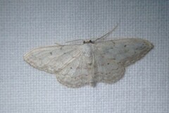 Idaea seriata