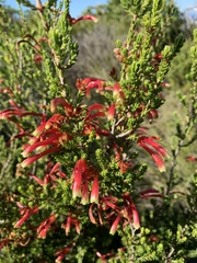 Erica discolor