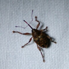 Curculio glandium