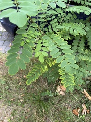 Robinia pseudoacacia