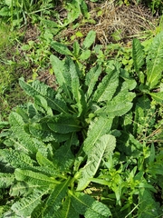 Dipsacus fullonum