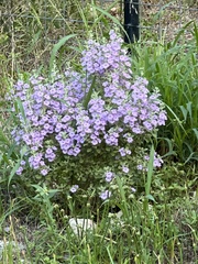 Leucophyllum langmaniae