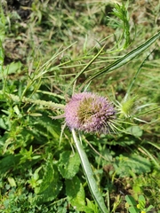 Dipsacus fullonum