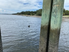Trichechus manatus latirostris