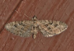Eupithecia pusillata