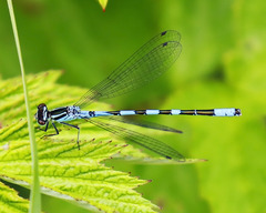 Coenagrion hastulatum