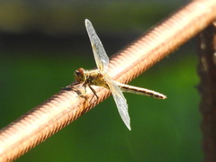 Sympetrum flaveolum