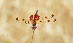 Celithemis elisa