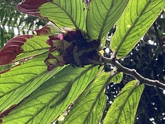 Columnea medicinalis