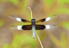 Libellula luctuosa