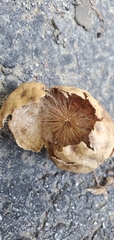 Amphibolips
