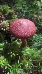 Suillus spraguei