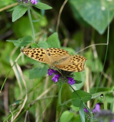 Argynnis