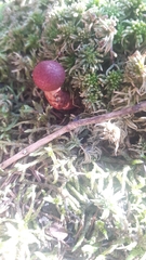 Suillus spraguei