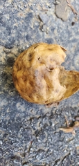 Amphibolips
