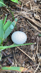 Lycoperdon marginatum
