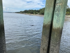 Trichechus manatus latirostris