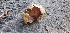 Amphibolips