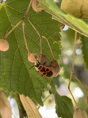 Pyrrhocoris apterus