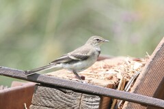 Motacilla capensis capensis