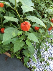 Alkekengi officinarum