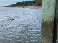 Trichechus manatus latirostris
