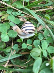 Caucasotachea vindobonensis