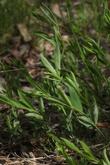Lathyrus tuberosus