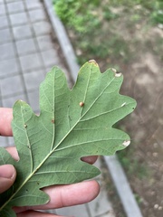 Neuroterus anthracinus