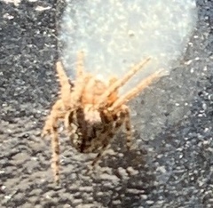 Eustala anastera