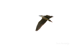Nycticorax nycticorax nycticorax