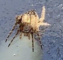 Eustala anastera